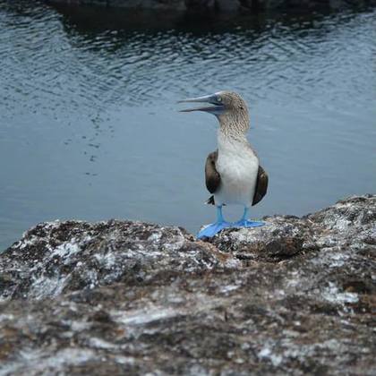 Galápagos-Inseln. Piquero de patas azules (Blaufußtölpel)