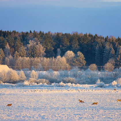 Wilde Tiere beobachten - Füchse im Schnee