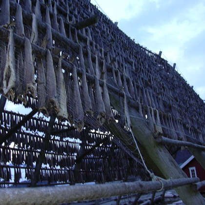 'Tørrfisk' (Dörrfisch) auf den Lofoten zum Trocknen aufgehängt
